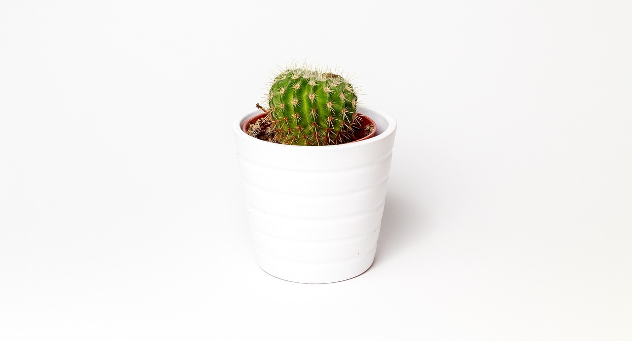 How to Maintain an Eco-Friendly Indoor Garden: A Complete Guide